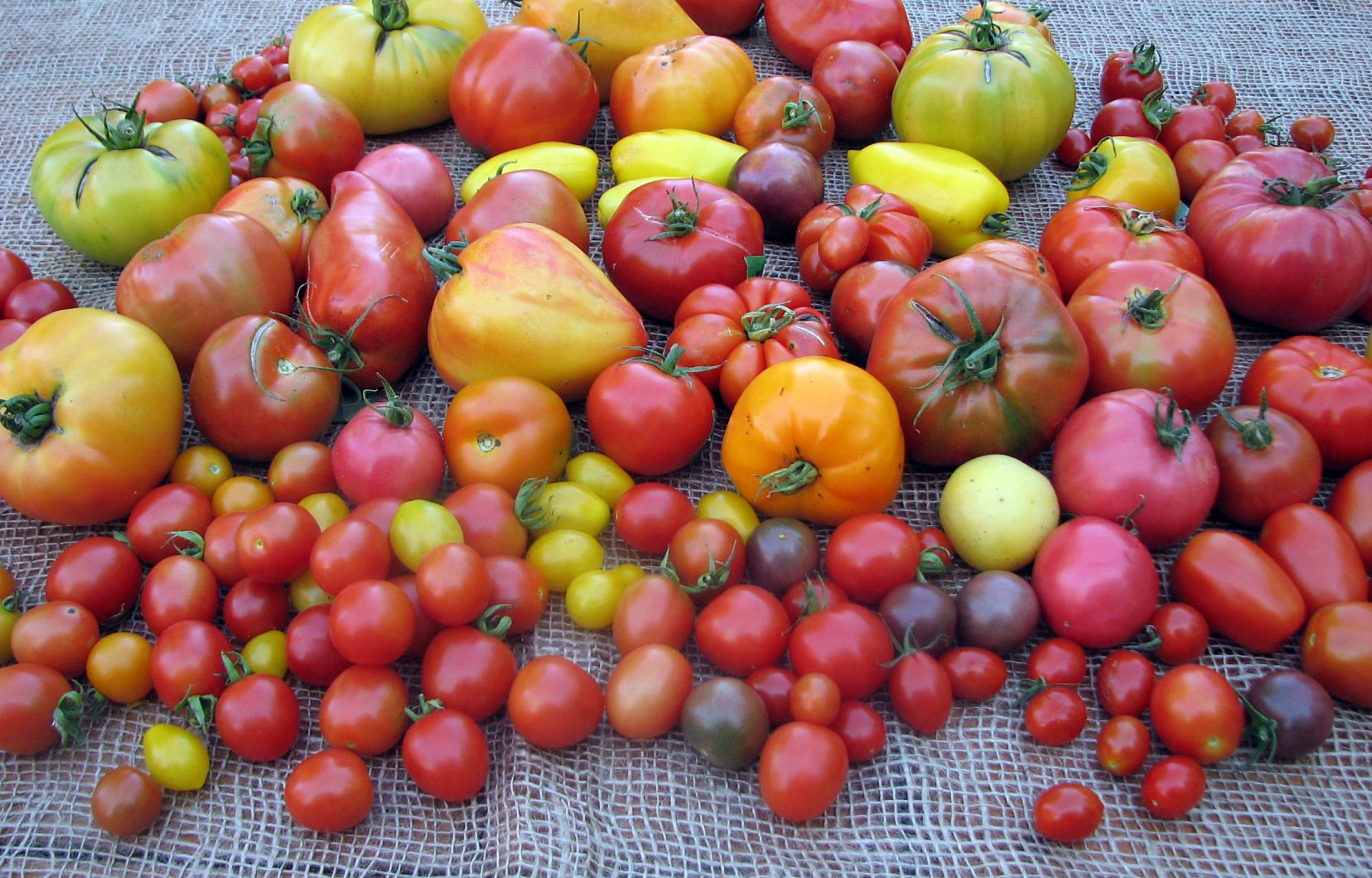 Série Manger: la tomate