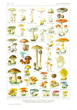 champignon_larousse_medical_1912