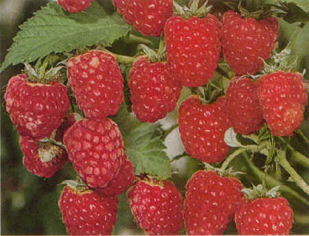 les framboises favorisent la fertilité