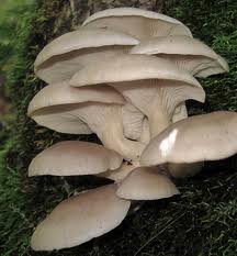pleurotte