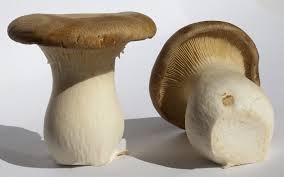 pleurotte erige