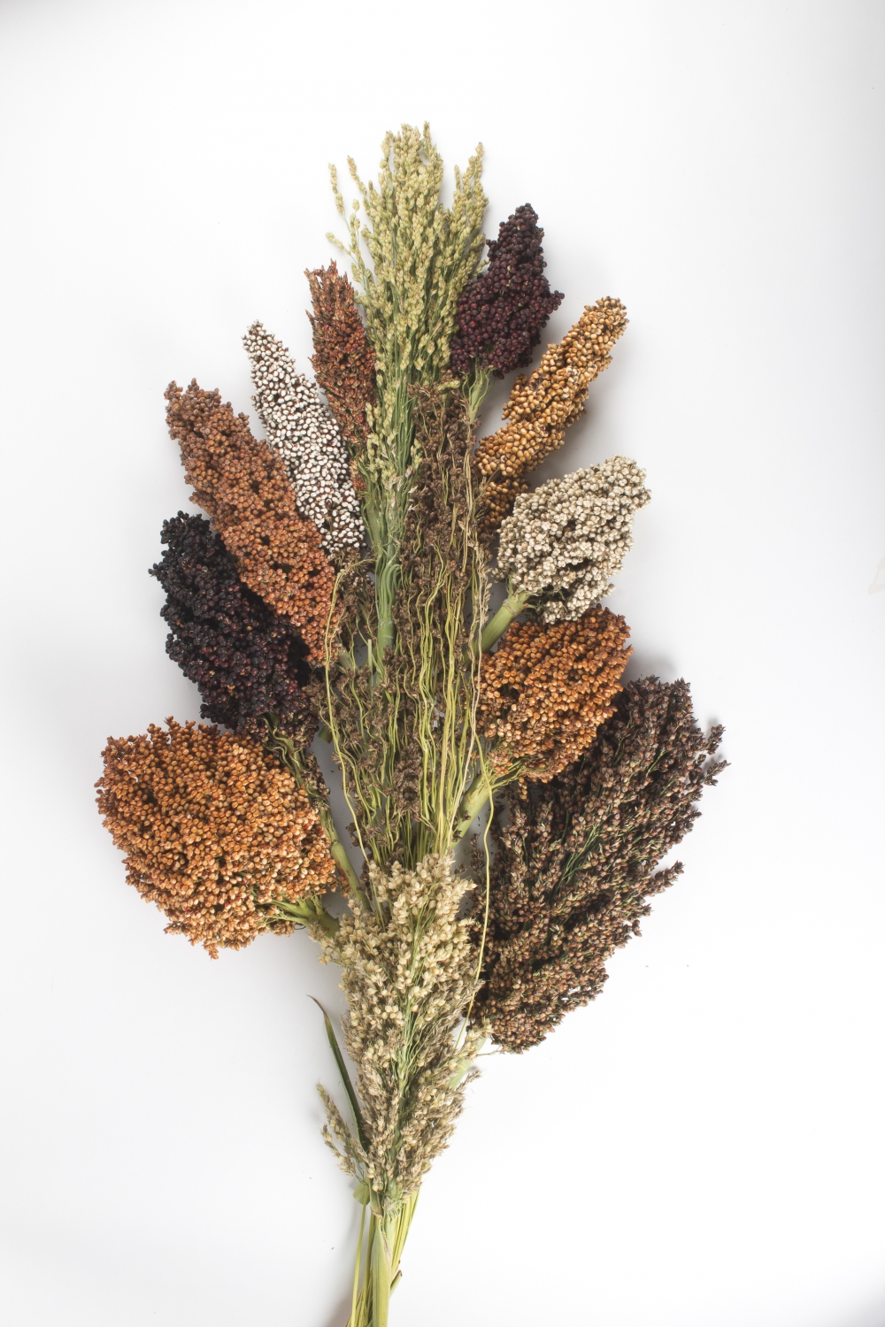sorgo - nos recettes gourmandes